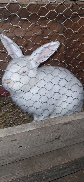 Vând Mascul bun de reproducere