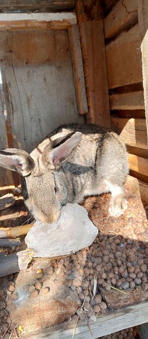 Продам кроликов фландер