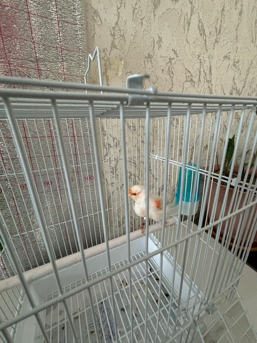 Канорейка продаётся мозаика