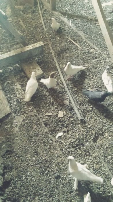 Продам голубей игровых