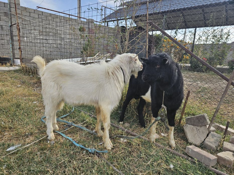 Орыс ешкінің лақтары