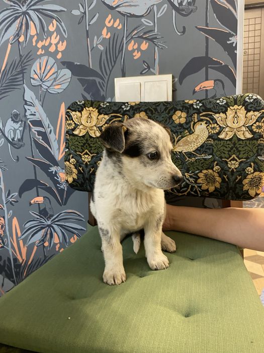 Щенки девочки помесь