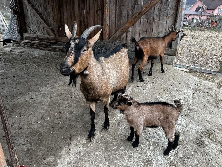 Capra alpin franceză cu ied