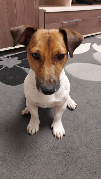 Джек Рассел на вязку