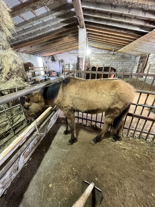 Еркек жабагы сатам багасы 250 срочно жуас