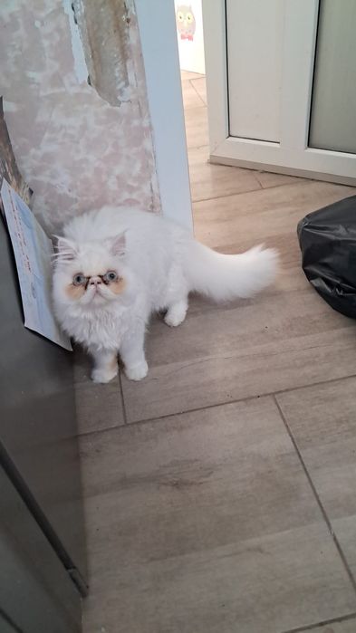 Vând pisică persana