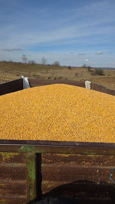 Vând porumb producție 2025