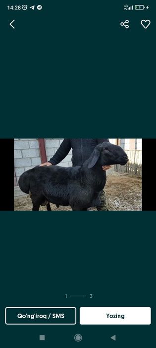 Qoylar sotiladi marosim va hayit ayyomiga