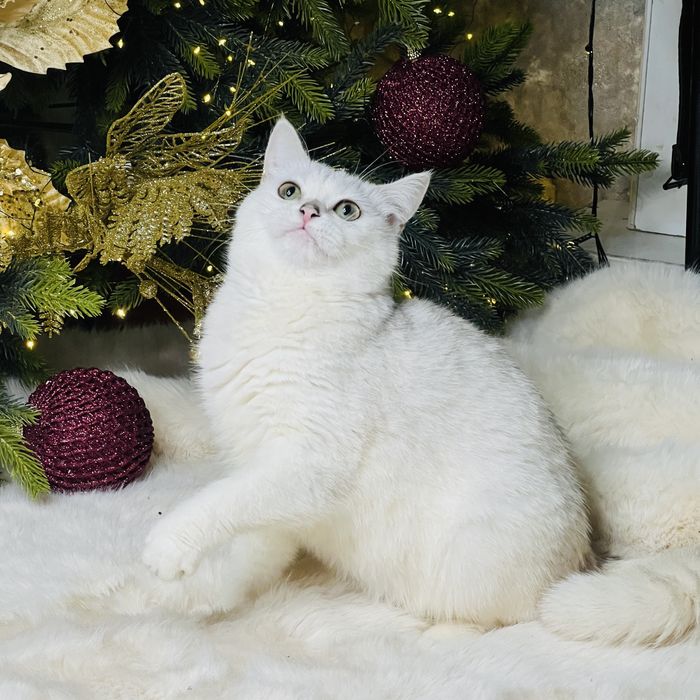 БЕРЕМЕННАЯ британка шиншилла