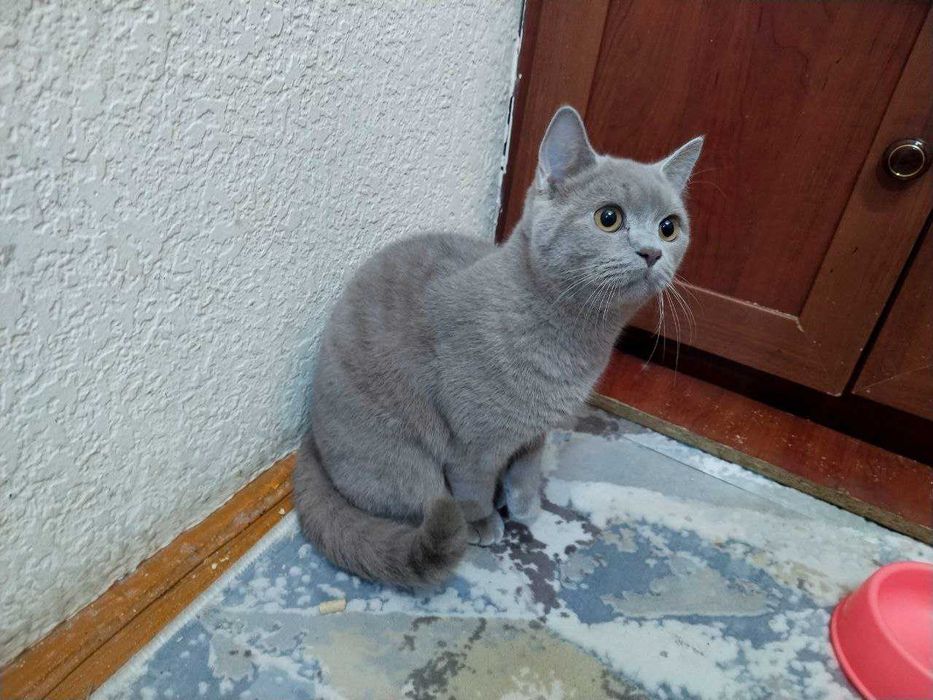 Срочно Продаётся британец