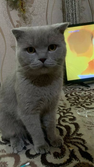 Mushuk ismi barsik