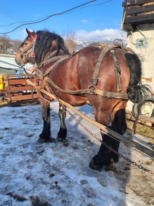 Vând armăsar 6 ani