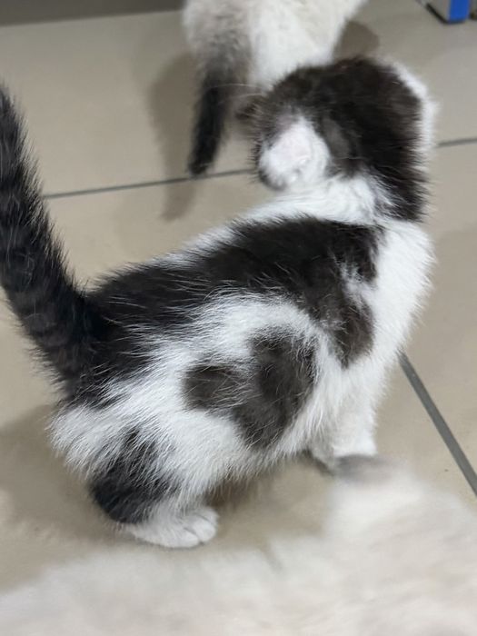 Отдам котят в добрые руки