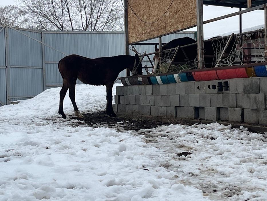 Тай……………………………..