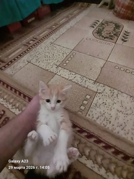 Отдам котят в добрые,заботливые руки,домашние. Звонить по номеру 90 71