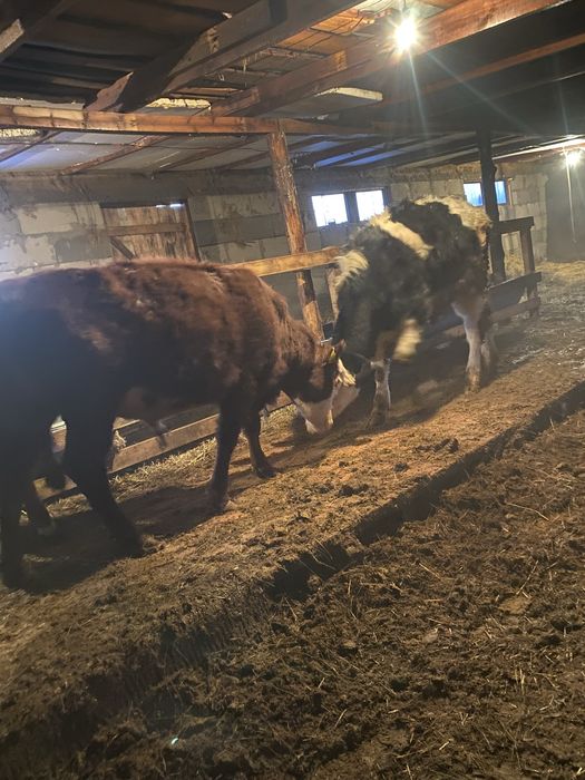 Продам телят плюс минус год им