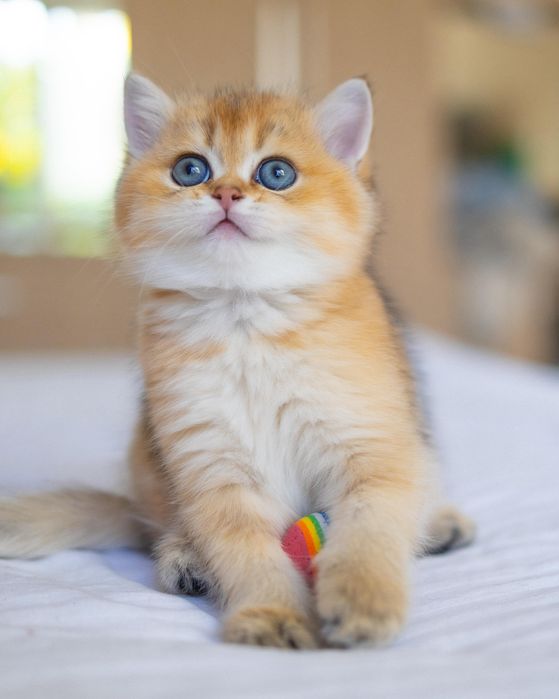 Золотые британские котята. Золотые Шиншиллы котята