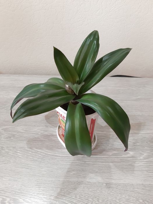 Комнатные цветы по 2000 тг