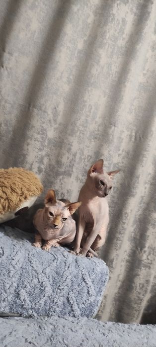 Вязка Канадский сфинкс