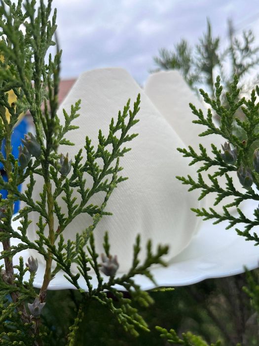 Branza de capra 37 lei/kg