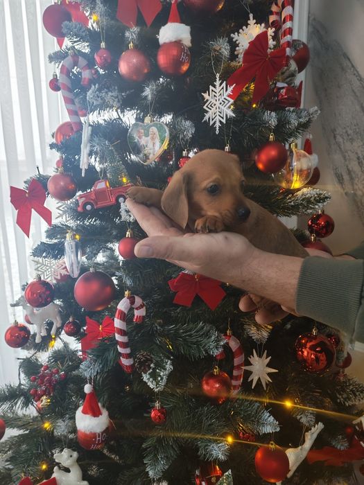 Fetita roșie teckel mini