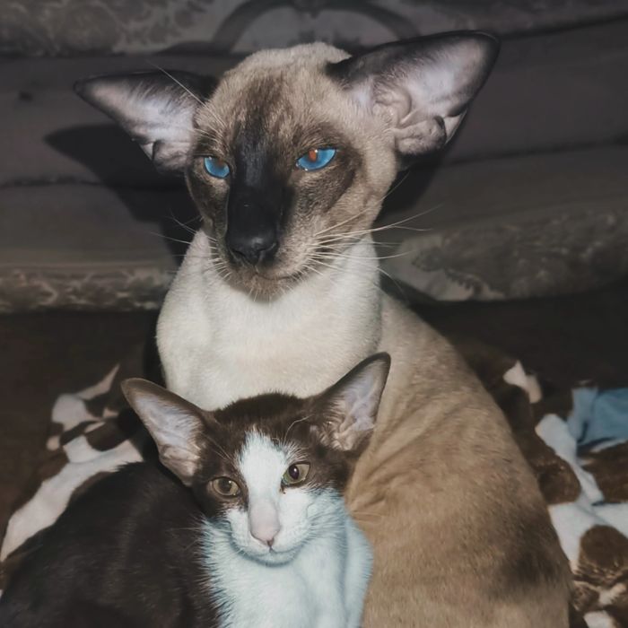 Ориетальные котята