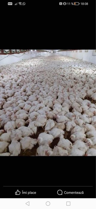 Pui de vanzare rasa mixta  ,alb de carne