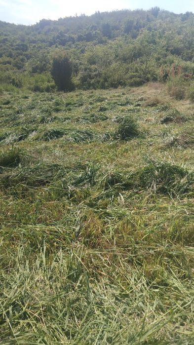 Ovăz de vânzare cosit după o suprafață de 1000m.