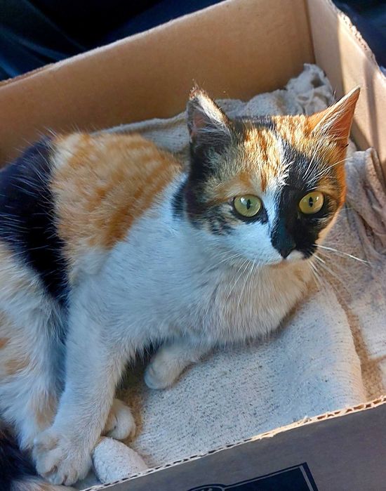 Волшебная красавица в добрые руки!