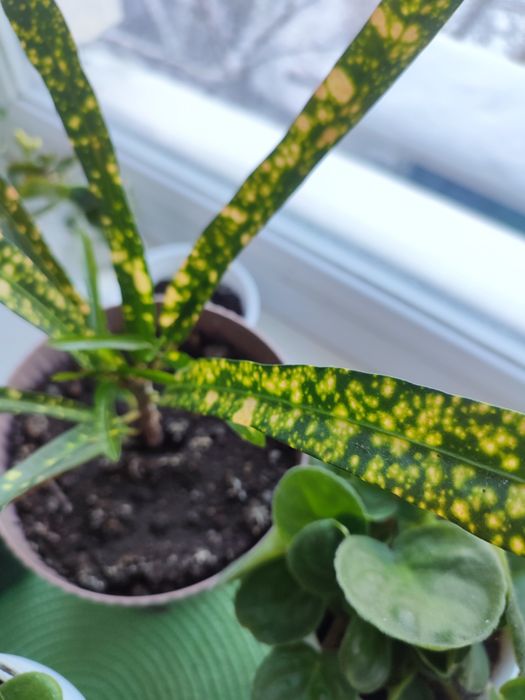 Кротон красивый.