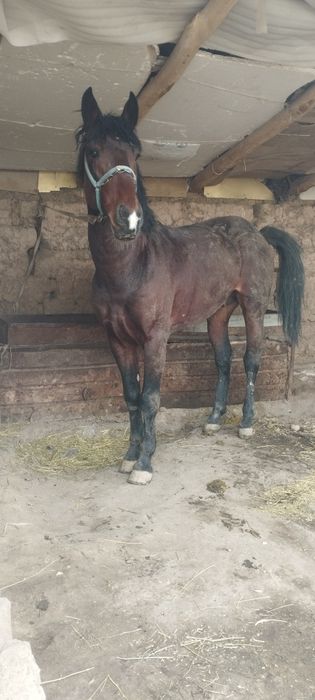 Кокпар ат сатылады 5 жасар срочна