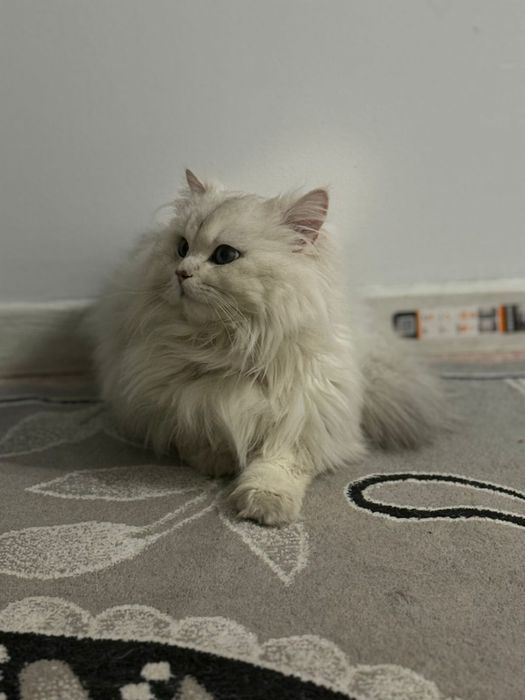 Дам кот длиннашорстый шиншилла