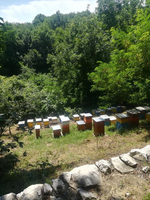 Български пчелен мед от Родопите Реколта 2025!