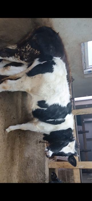 Урғашы сатылады 1 жасар үшеуі бар