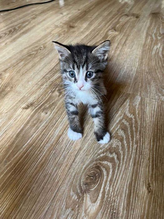 Uyda osgan va yaxshi sherik