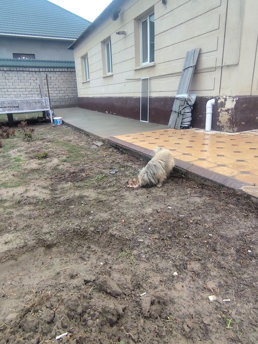 Продается пекинес , кобель , 2 года