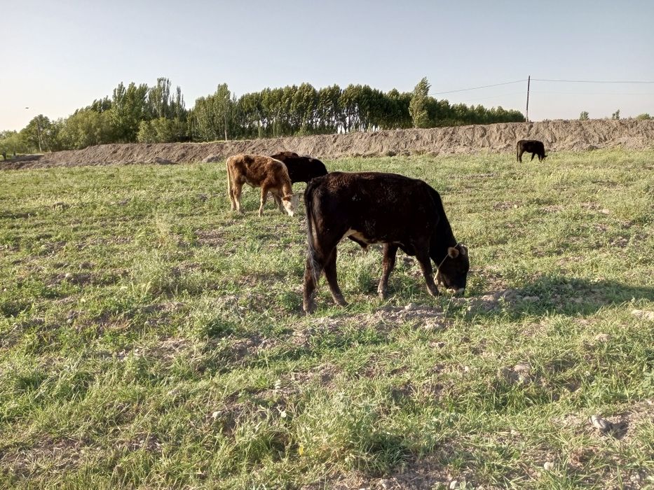 Tadbirkor akalarimizga bosvoradigan joyi