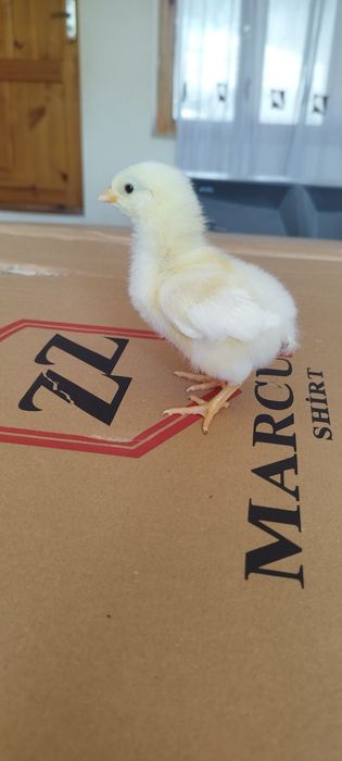 Adler Serebro nomli tovuq jojalarga