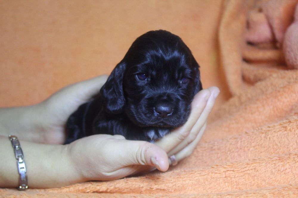 Англиский кокер спаниель