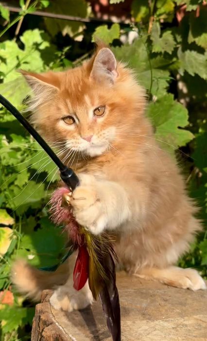 Шикарные котята Мейн Кун