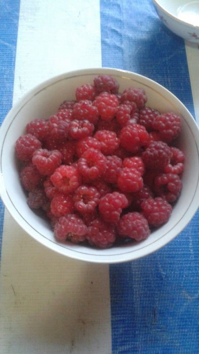 Малина Кучатлари сотамиз ва Замороженные малина экспорт киламиз