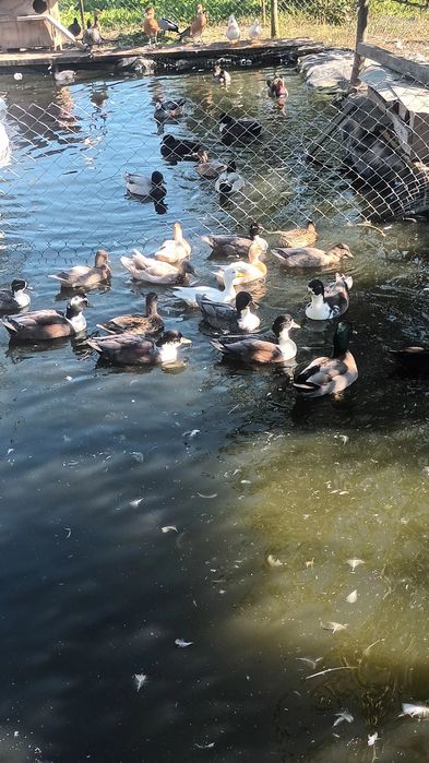 Pauni rate mandarine, caroline, pitica olandeza.