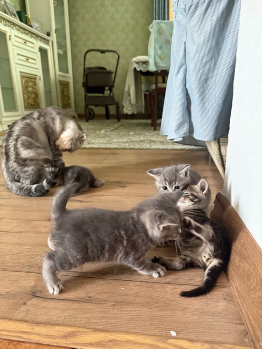 Продам породистых котят