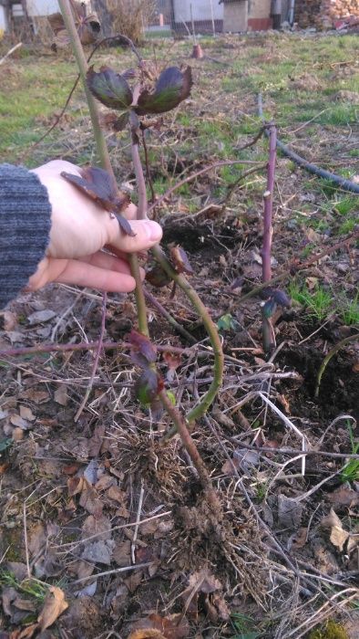 Butas mur Thornfree de 1-3 ani