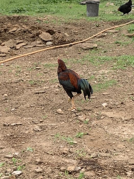 Қораз бойцевский