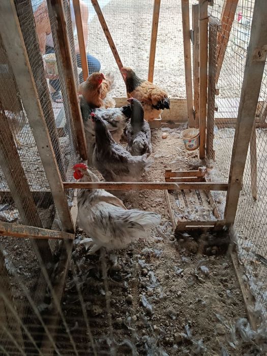 Brama tovuqlari sotiladi srochna!