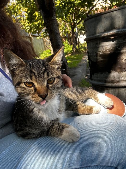 Котета за осиновяване
