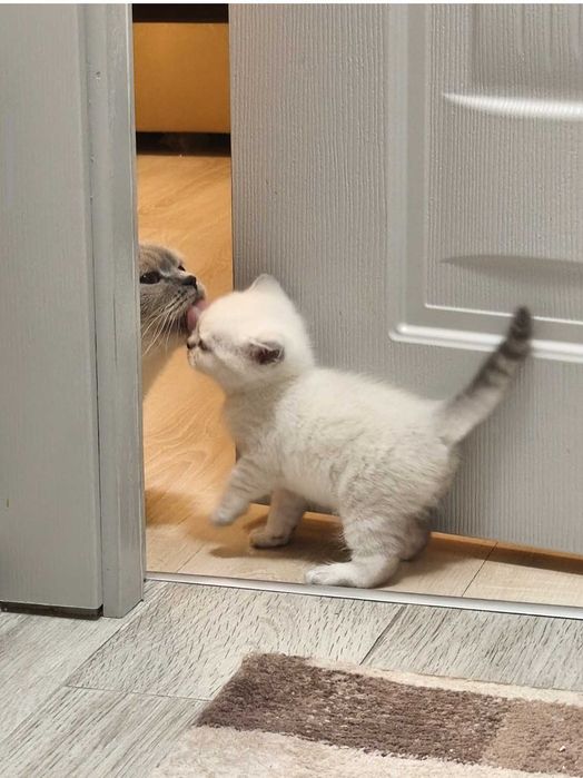 Британски котенца