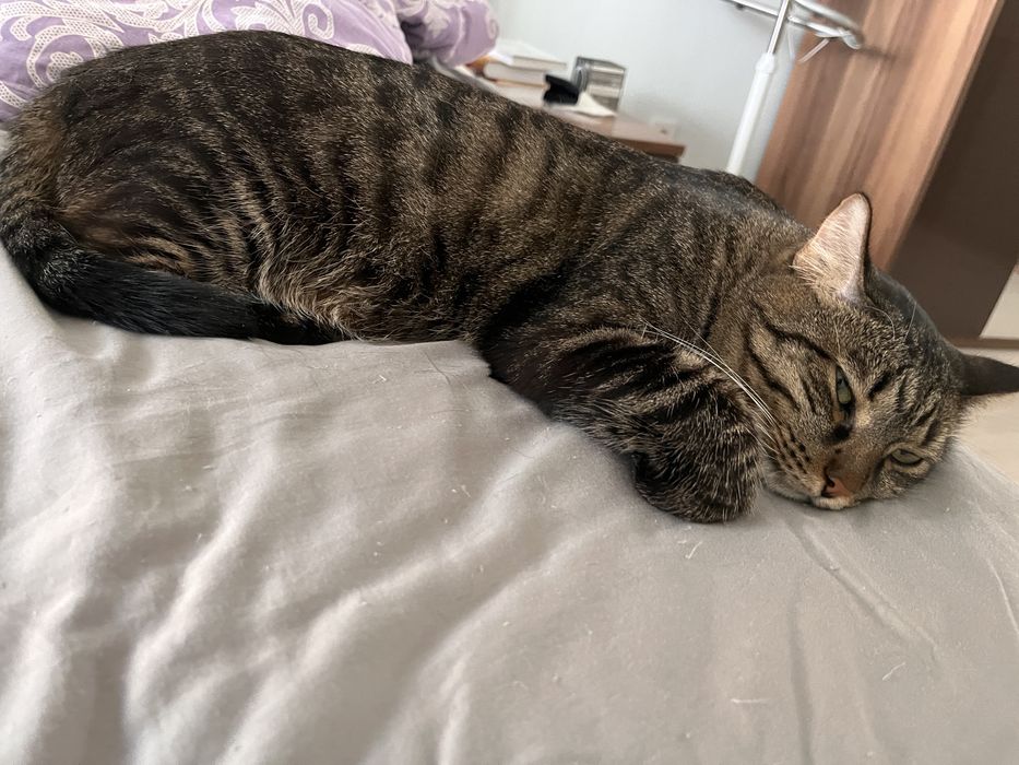 Отдаем кота в хорошие руки