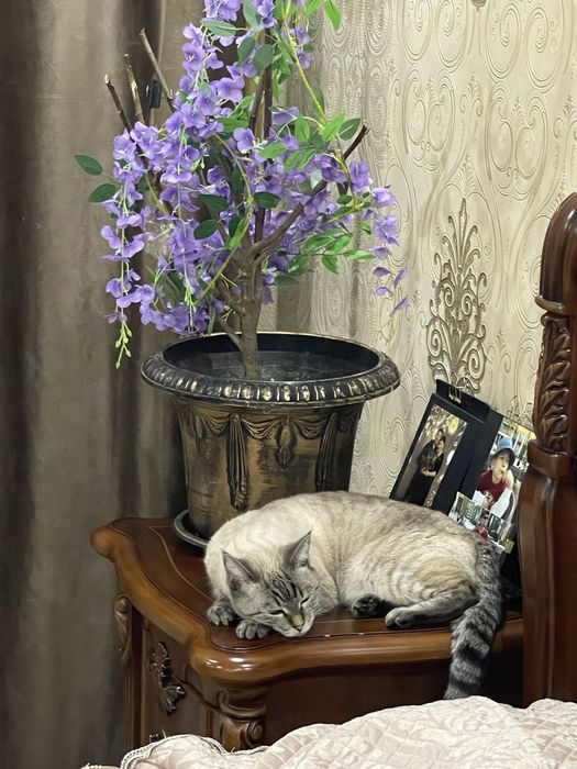 Отдам кошку в добрые руки